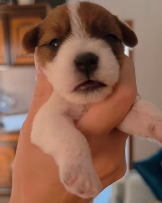 Cuccioli di Jack Russell Terrier broken ruvido