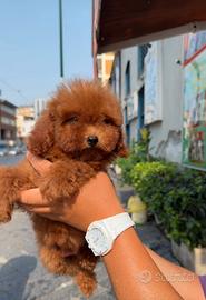 Cuccioli di barboncini