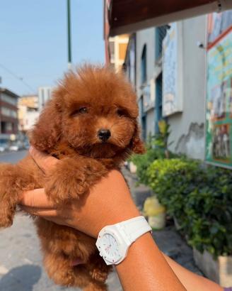 Cuccioli di barboncini