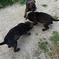 Cagnolini affettuosi pitbull per difesa