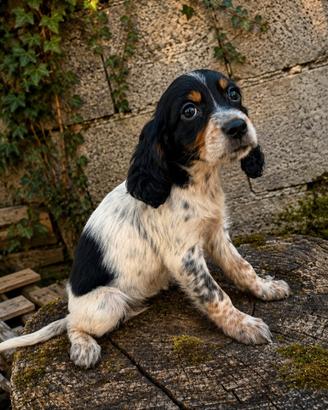 Setter inglese tricolore femmina