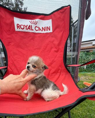 Mini maschio Chihuahua Spitz