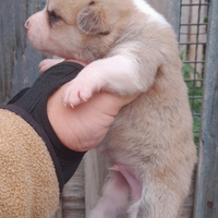 Akita