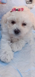 Barboncino bianco Toy e mini toy