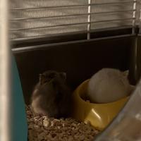 2 criceti maschi cuccioli
