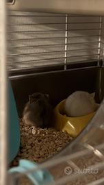 2 criceti maschi cuccioli