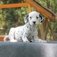 Cucciolo di Dalmata maschio