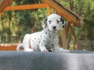 Cucciolo di Dalmata maschio