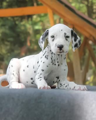Cucciolo di Dalmata maschio