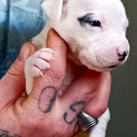 Dogo Argentino