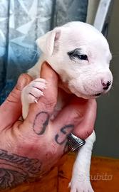 Dogo Argentino