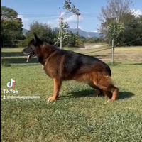 Cucciola di pastore tedesco di alta genealogia