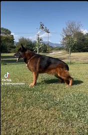 Cucciola di pastore tedesco di alta genealogia