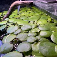 Limnobium levigatum pianta galleggiante