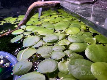 Limnobium levigatum pianta galleggiante