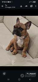 Buldog francese