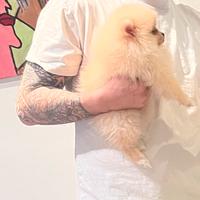 Spitz di pomerania linea coreana Max 18 cm AD