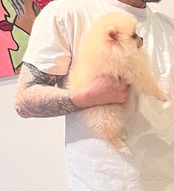 Spitz di pomerania linea coreana Max 18 cm AD