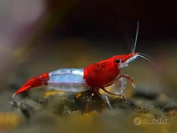 Neocaridine red rili + omaggio mangime