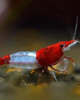 Neocaridine red rili + omaggio mangime