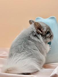 Cincillà cucciolo Angora Chinchilla