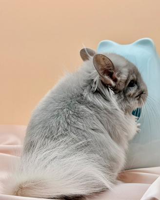 Cincillà cucciolo Angora Chinchilla