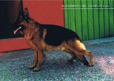 Zorro ed Asko. Pastori tedeschi