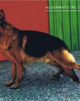 Zorro ed Asko. Pastori tedeschi