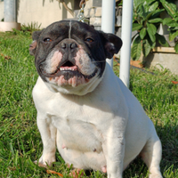 Bouldogue francese femmina caille