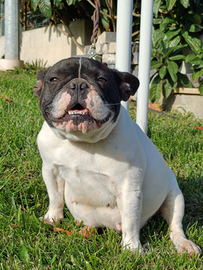 Bouldogue francese femmina caille