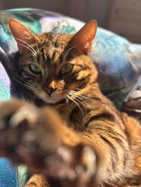 Bengala maschio disponibile per monta