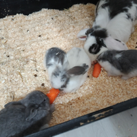 Conigli Ariete Nani 2026