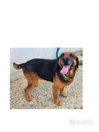 Tre teneri cani meticci di 7 anni