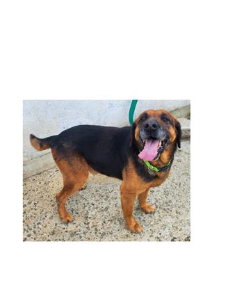 Tre teneri cani meticci di 7 anni