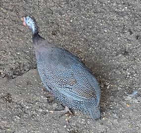 Galline  Faraoni