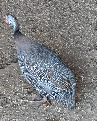 Galline  Faraoni