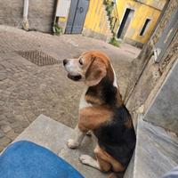 Ragalo cane beagle