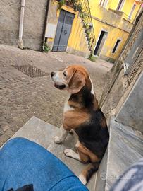 Ragalo cane beagle