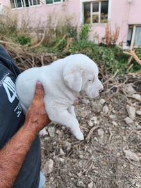 2 cuccioli di cane