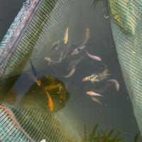 Carpe koi