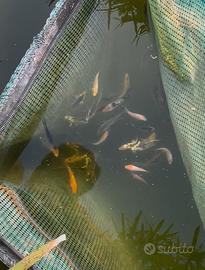 Carpe koi