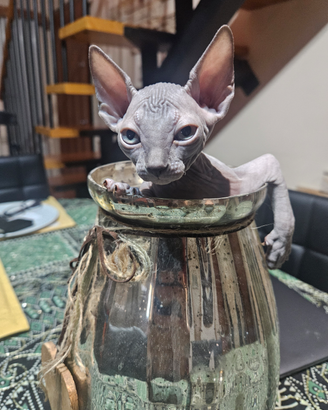 Gatto sphynx