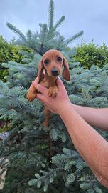Basotto