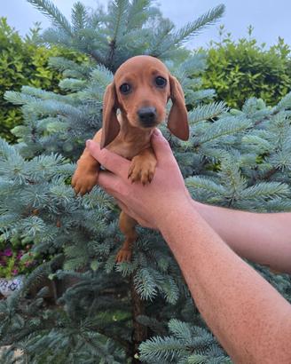 Basotto