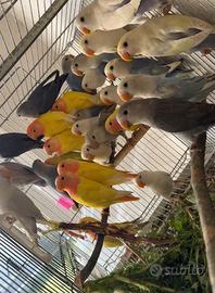 Pappagallo inseparabile Roseicollis