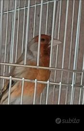 Ibrido incardellato maschio 2025