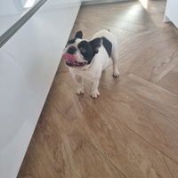 Disponibile per monte bulldog francese enci