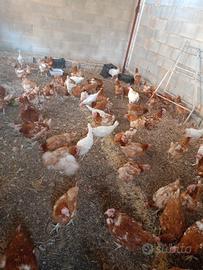galline ovaiole galli faraone