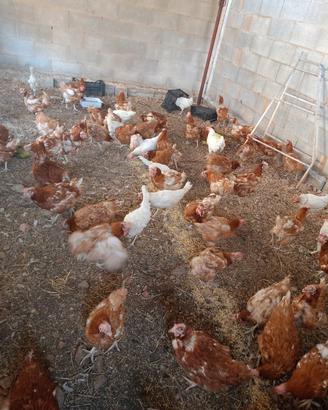 galline ovaiole galli faraone