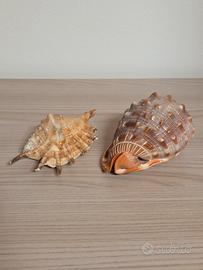 Conchiglie Decorative per la Casa